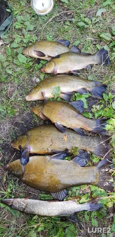 Pike, Tench — Zarosshiy, Aug 19, 2019