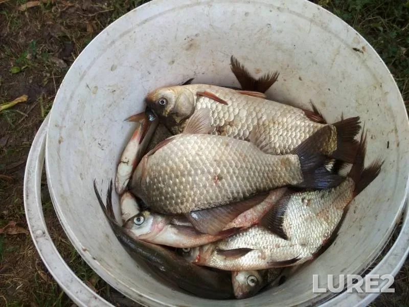 Bream, Crucian carp — Don, Aug 22, 2019