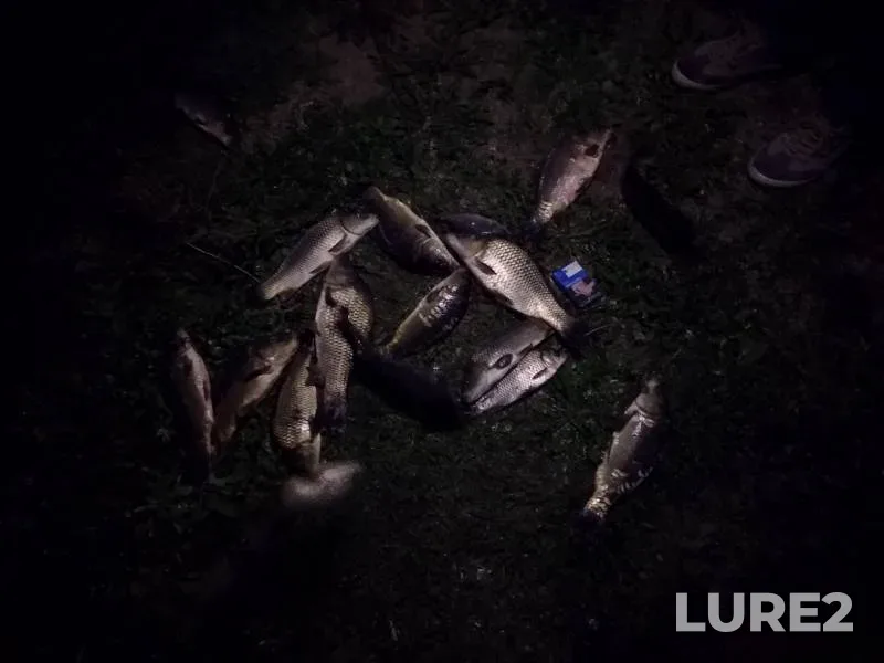 Carp — Voronezhskaya oblast, Aug 23, 2019