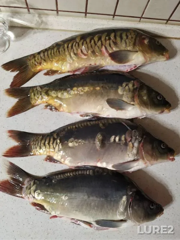 Carp — Voronezhskaya oblast, Aug 23, 2019