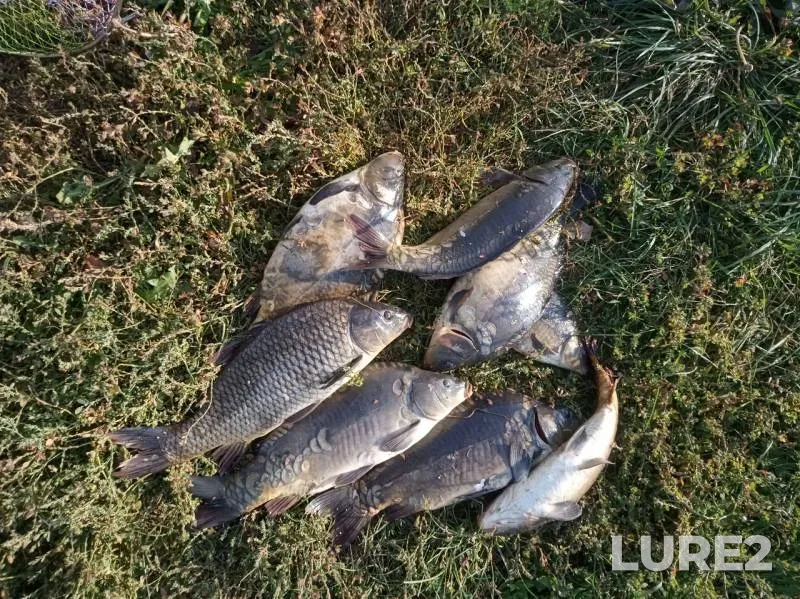 Carp — Voronezhskaya oblast, Sep 05, 2019