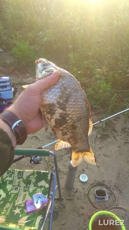 Crucian carp — Podgornoye, Sep 04, 2019