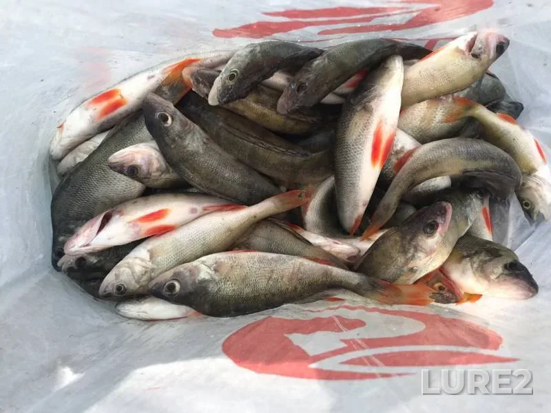 Perch — Voronezhskoye, Sep 04, 2019
