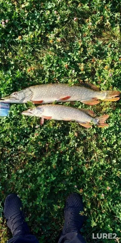Carp, Crucian carp — Voronezhskaya oblast, Sep 03, 2019