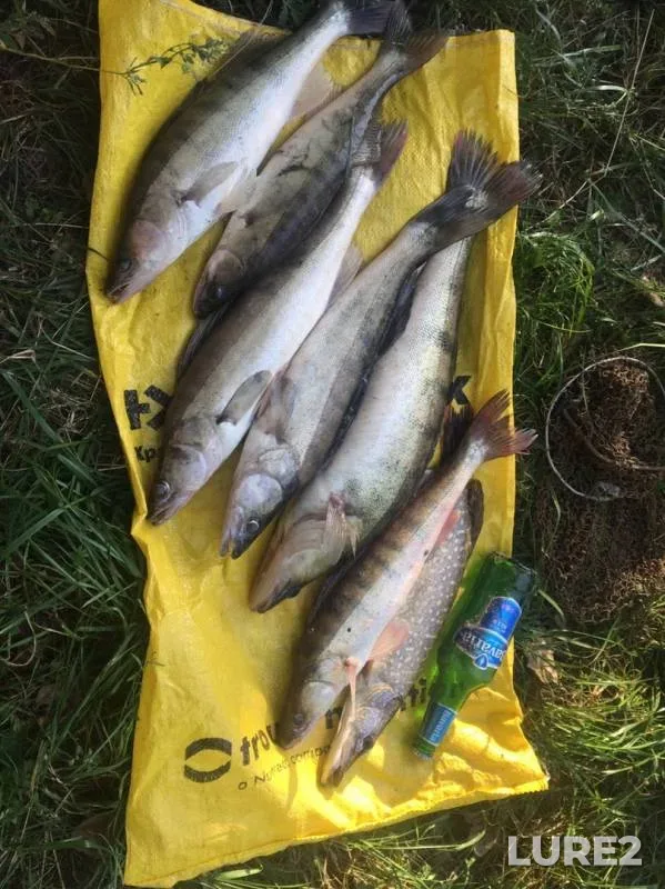 Pike, Zander — Don, Sep 01, 2019