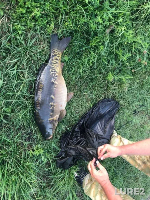 Carp — Yuzhnyy, Aug 25, 2019