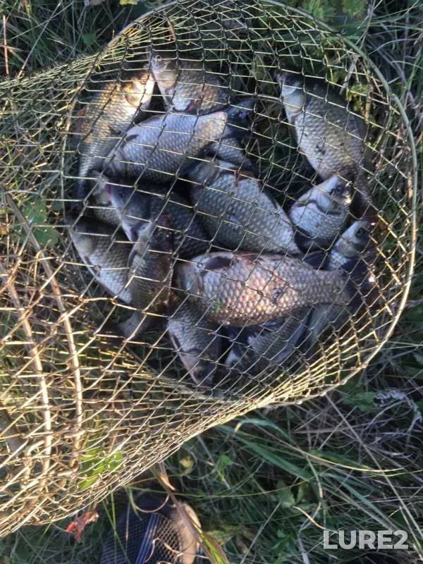 Carp, Crucian carp — Oparovka, Aug 25, 2019