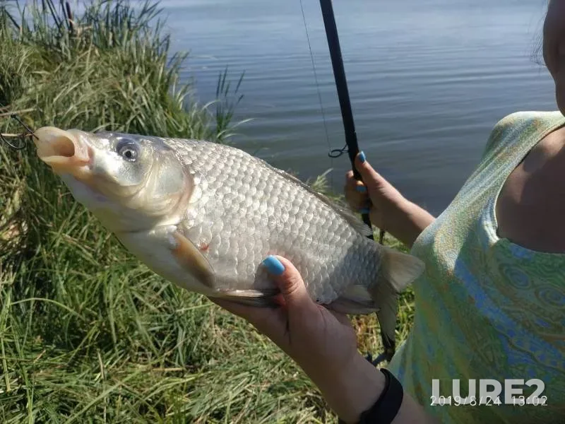 Crucian carp — Treshchevka, Aug 25, 2019