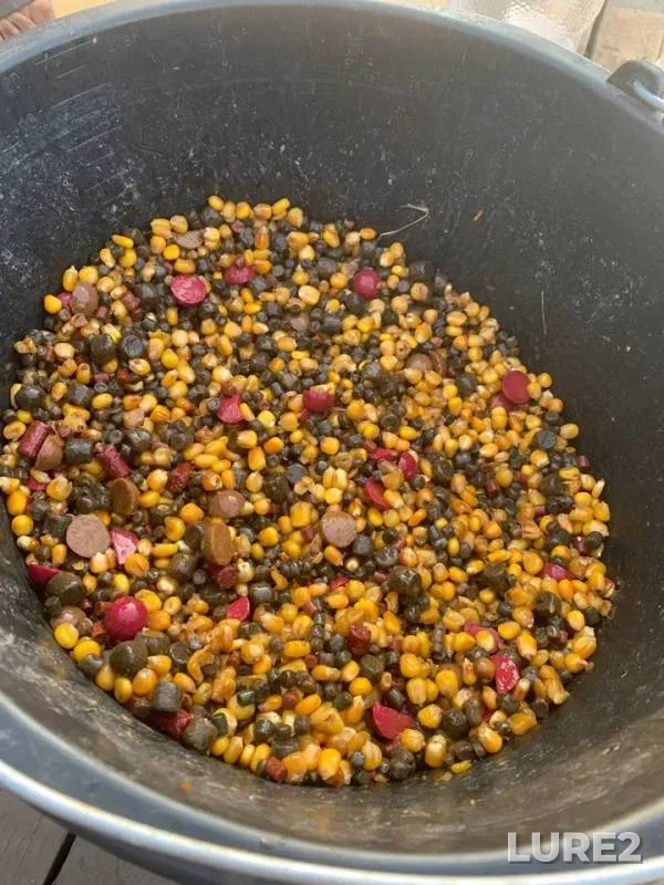 Carp — Voronezhskaya oblast, Sep 12, 2019