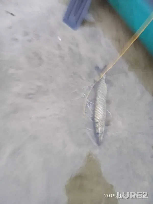 Pike — Usmanka, Sep 27, 2019
