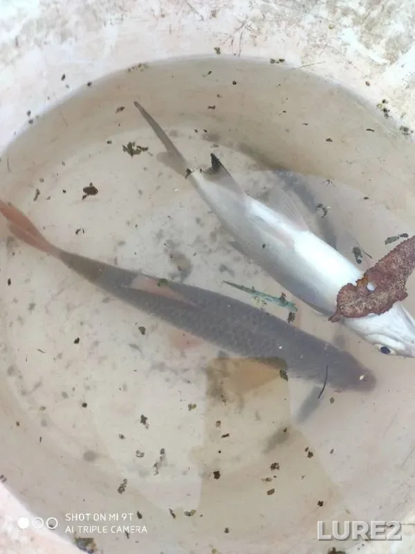 Bream, Roach — Don, Oct 03, 2019