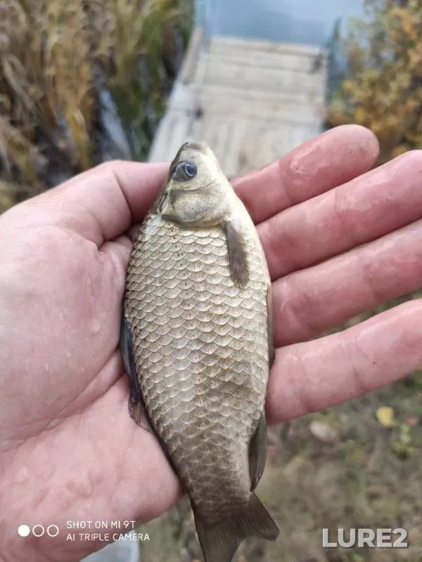Crucian carp — Treshchevka, Oct 05, 2019