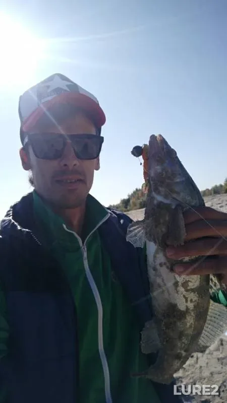 Perch, Zander — Voronezhskoye, Oct 03, 2019