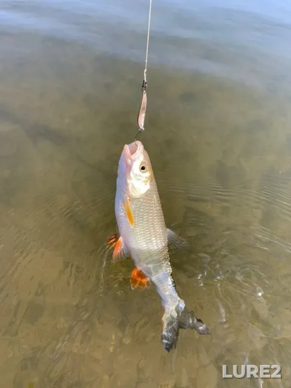 Chub, Pike — Don, Oct 03, 2019