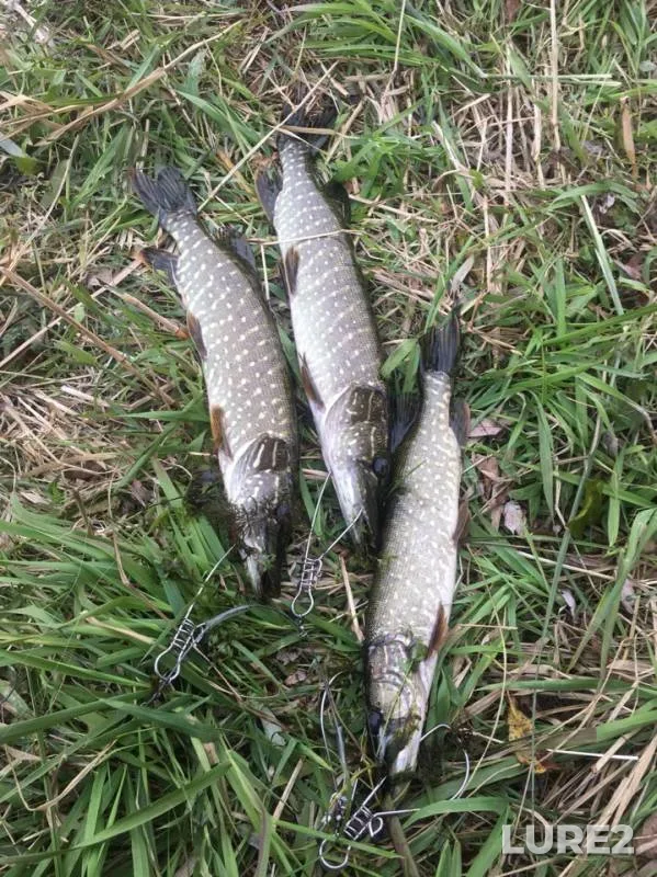 Pike — Bityug, Sep 29, 2019