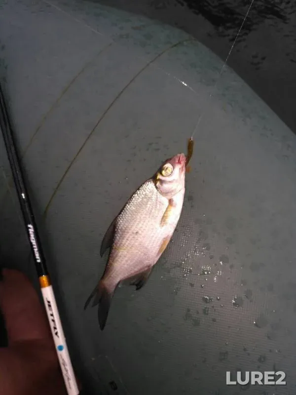 White bream — Dnepr, Aug 23, 2017