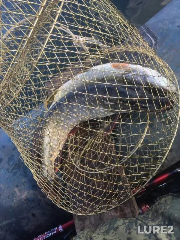 Pike — Skoritskiy, Sep 25, 2019