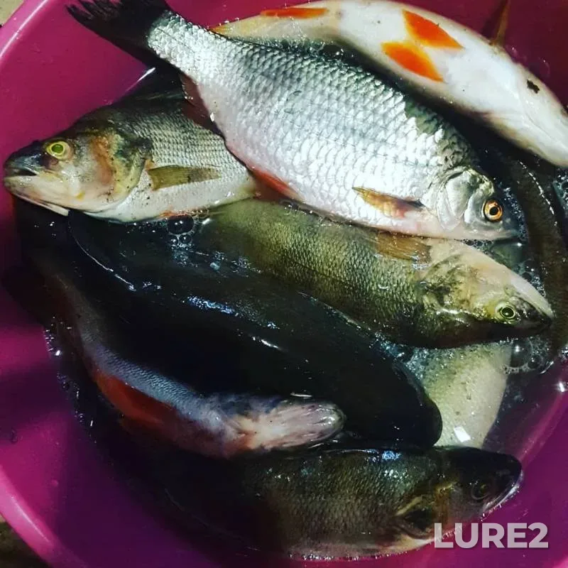 Perch, Roach — Voronezh, Sep 20, 2019