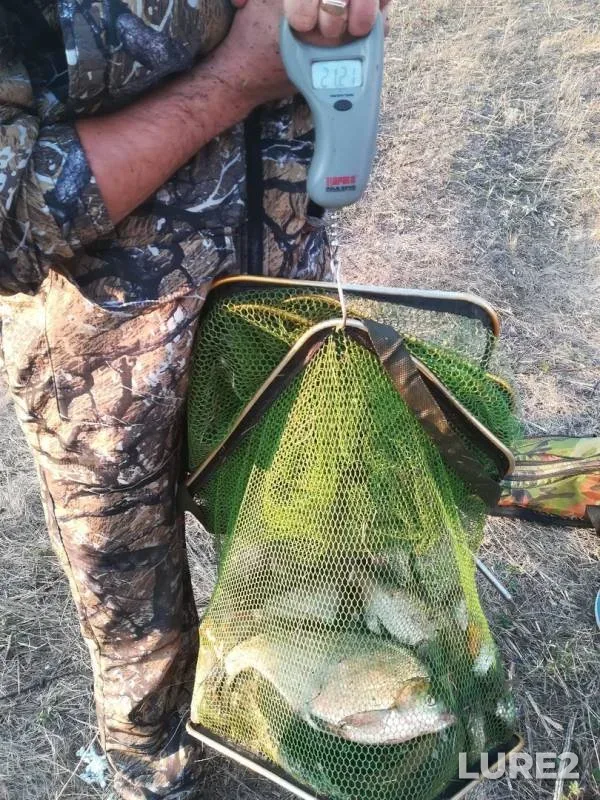 Bream — Don, Sep 16, 2019