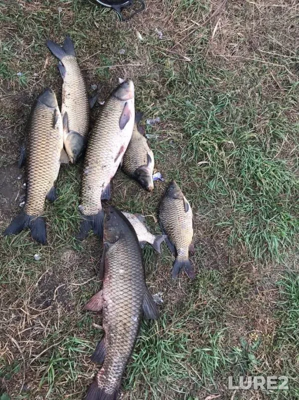 Carp — Treshchevka, Sep 16, 2019