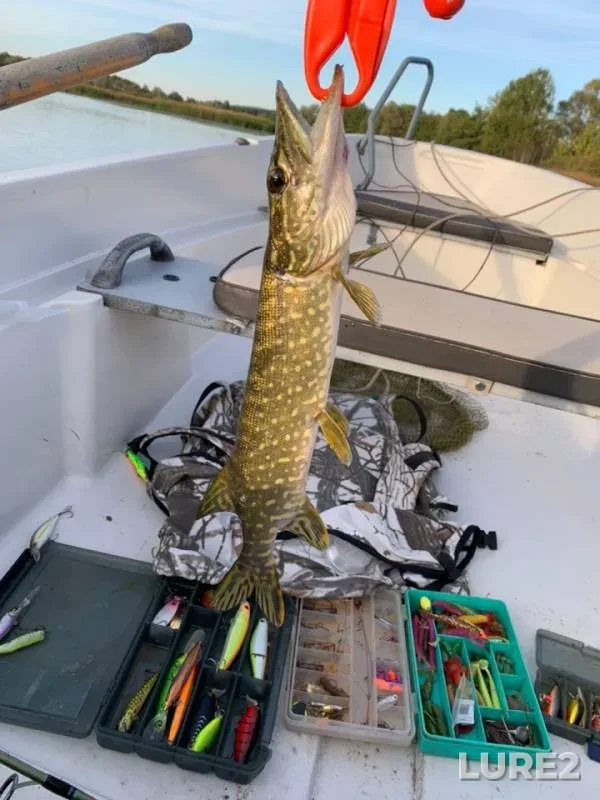 Asp, Pike — Voronezh, Sep 15, 2019