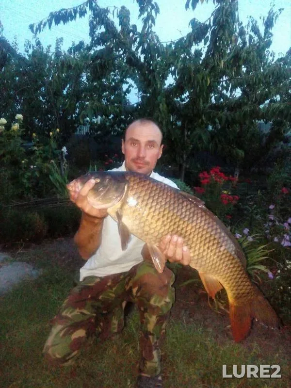 Carp — Dnіpropetrovska oblast, Aug 24, 2017
