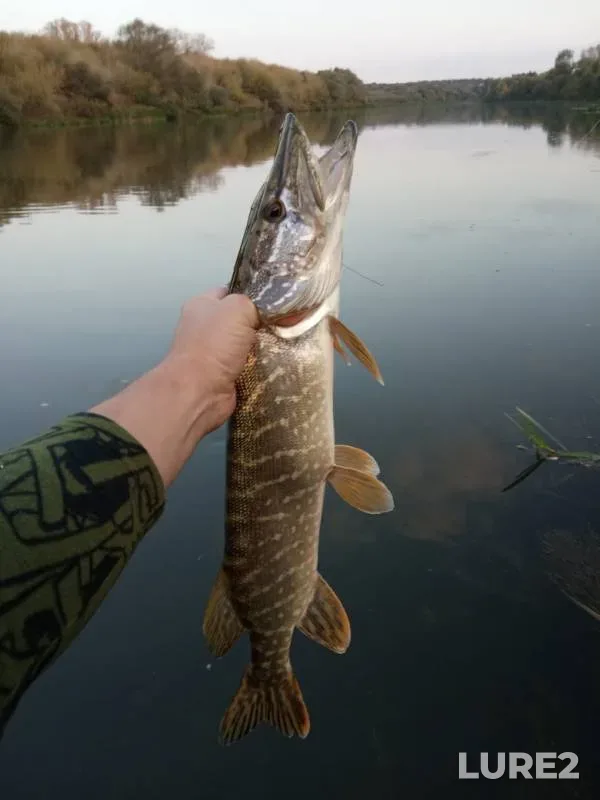 Pike — Don, Sep 13, 2019