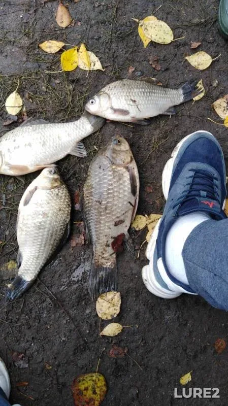 Crucian carp — Glubokoye, Oct 06, 2019