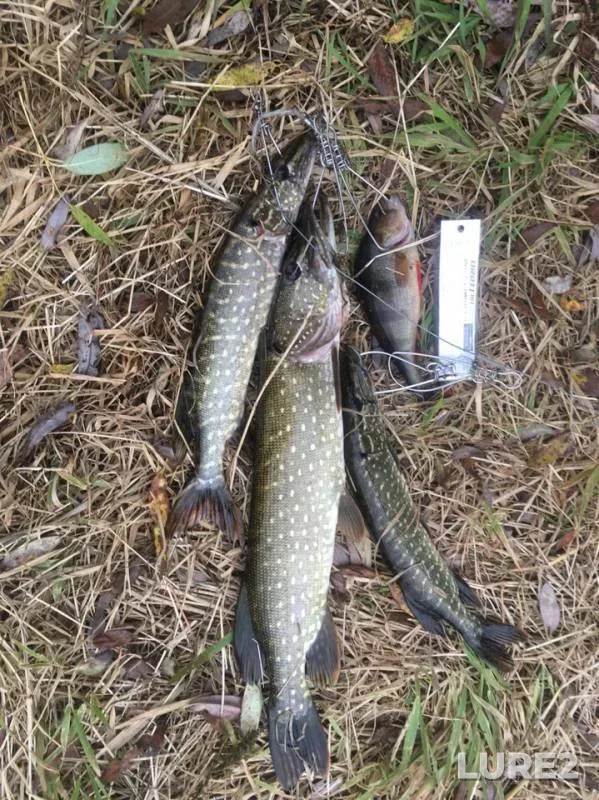 Perch, Pike — Bityug, Oct 06, 2019