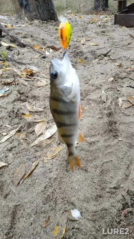 Perch — Voronezh, Oct 11, 2019