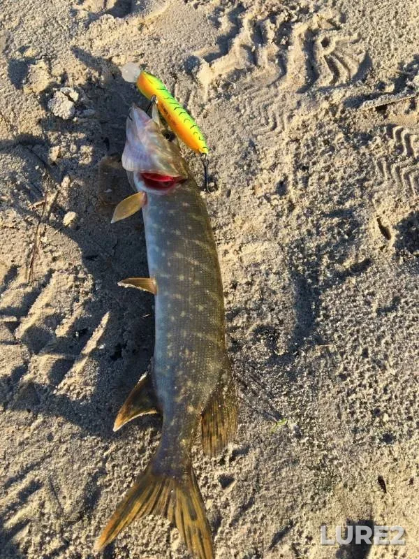 Pike — Usmanka, Oct 12, 2019