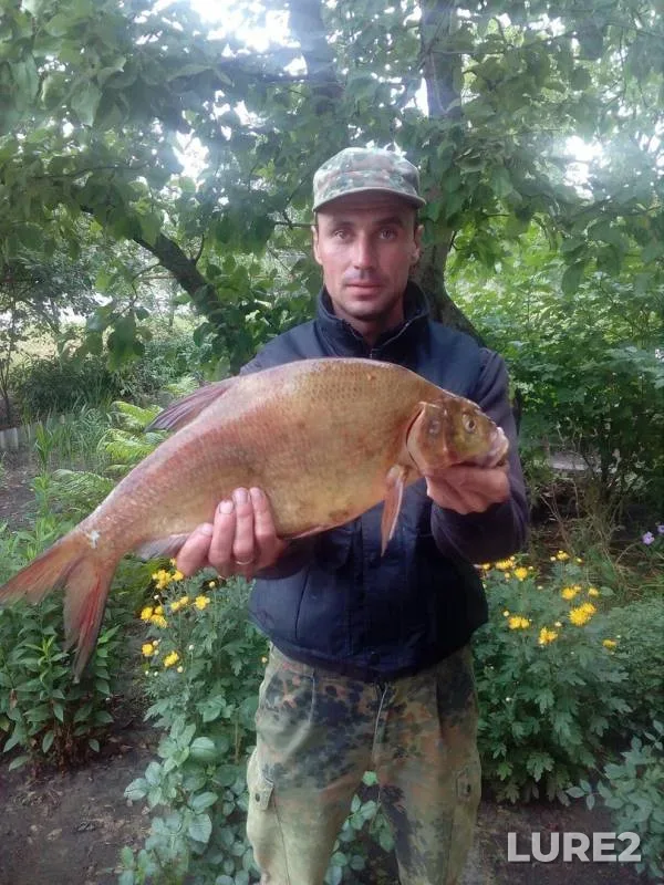 Bream — Dnіpropetrovska oblast, Jul 05, 2017
