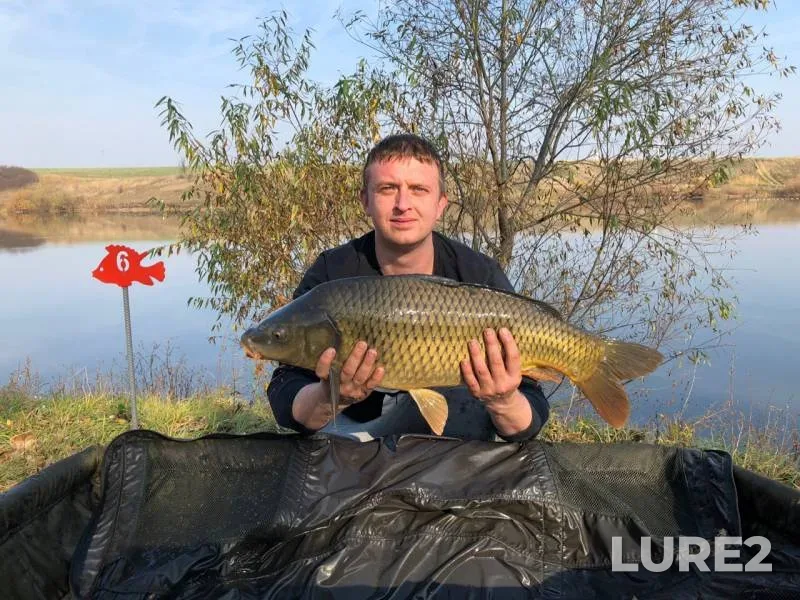 Carp — Voronezhskaya oblast, Oct 20, 2019