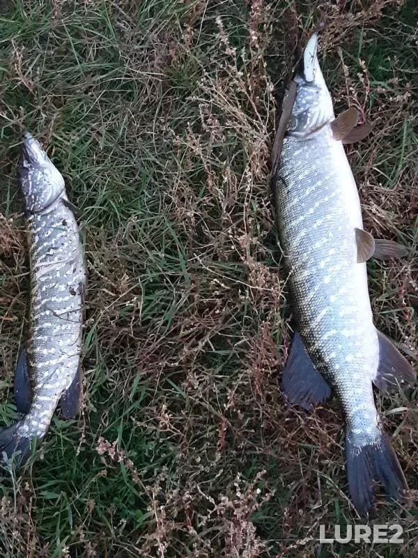 Pike — Osered, Oct 20, 2019