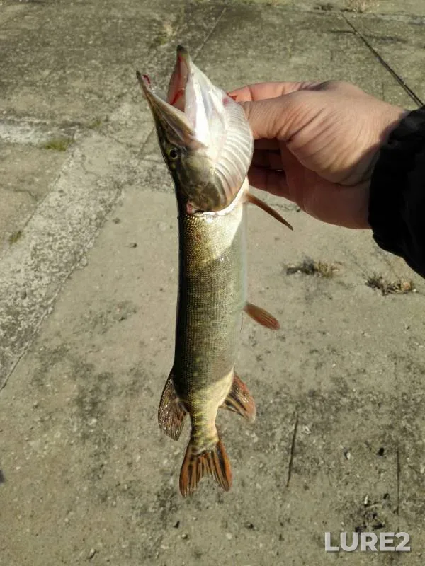 Pike — Voronezh, Oct 21, 2019