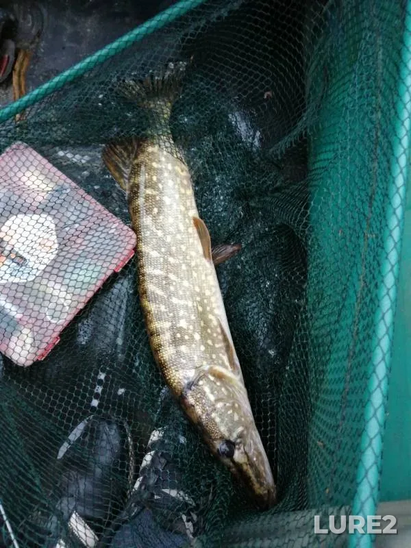 Pike — Usmanka, Nov 10, 2019