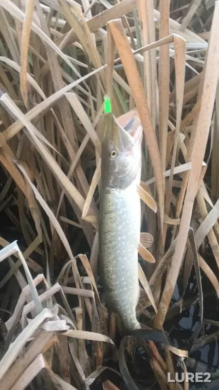 Pike — Don, Nov 16, 2019