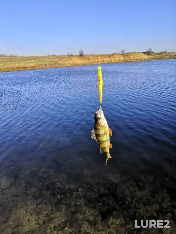 Perch — Voronezhskaya oblast, Nov 16, 2019