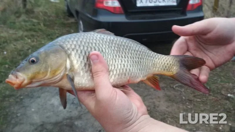 Carp — Prud-okhladitel 5 energobloka, Nov 17, 2019