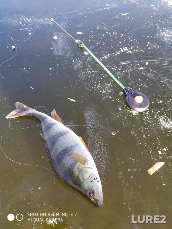 Perch — Usmanka, Nov 25, 2019