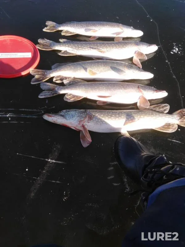 Pike — Voronezhskaya oblast, Nov 24, 2019