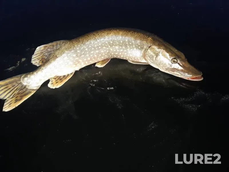 Pike — Voronezhskaya oblast, Nov 23, 2019