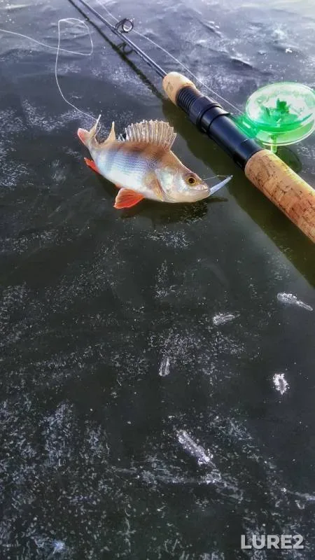 Perch — Voronezhskaya oblast, Nov 23, 2019