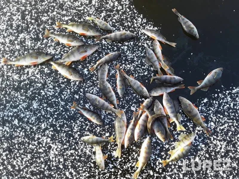 Perch — Voronezhskaya oblast, Nov 23, 2019