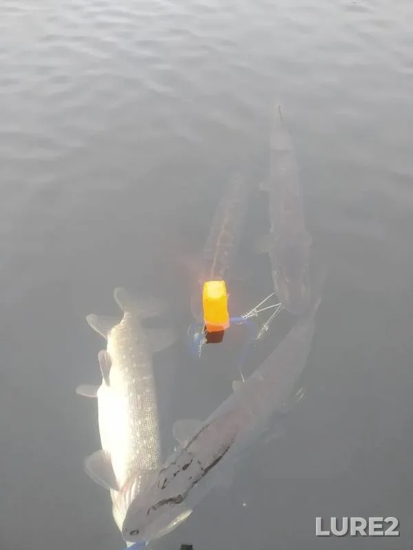 Pike — Voronezhskaya oblast, Nov 19, 2019