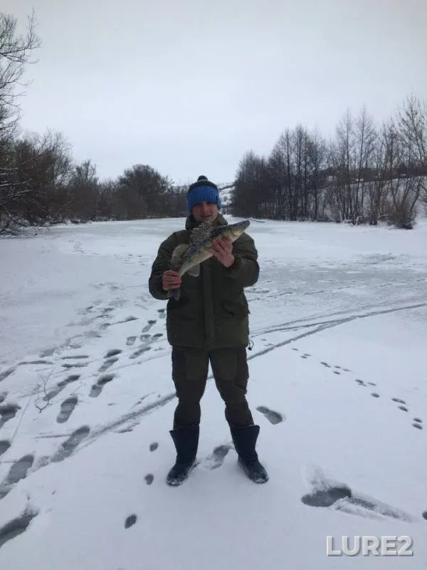 Zander — Bystraya Sosna, Jan 28, 2018