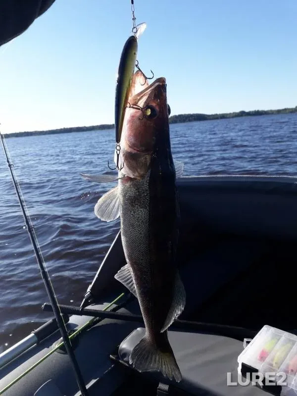 Zander — Lembolovskoye, Jul 01, 2019