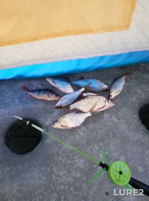 Perch, Roach — Irtysh, Feb 08, 2019
