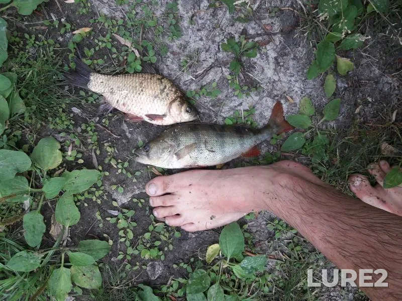 Crucian carp, Perch — Dnepr, Jun 28, 2018