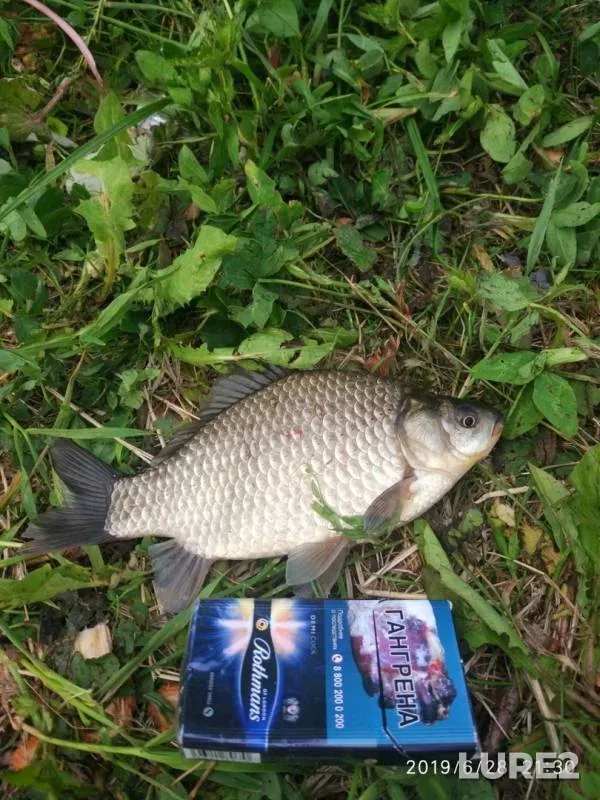Crucian carp — vodotok Uyemlyanka, Jun 29, 2019